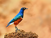 Sue Hsu's photo
